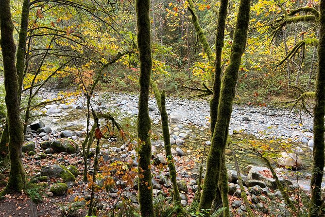 Vancouver Rainforest Hike with Waterfalls, Suspension Bridge, Old Growth Forest - When to Go and What to Pack for Rainy Rainforest Conditions