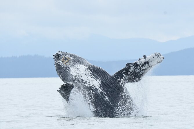 Vancouver's Intimate West Coast Whale Watching Experience - Key things to know before you go