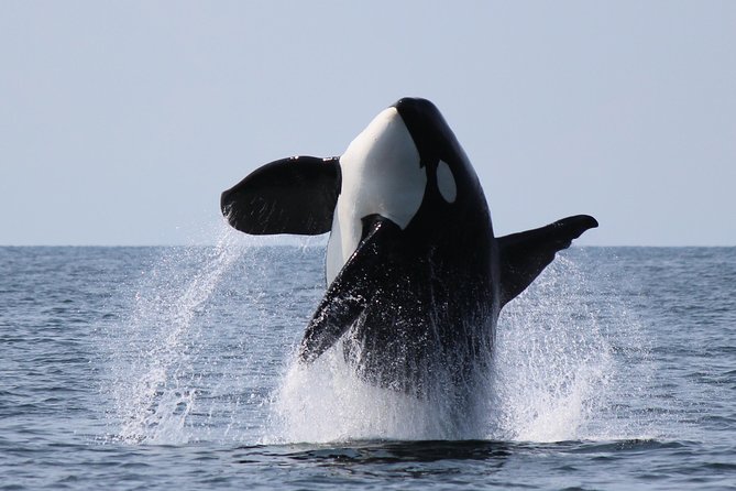 Vancouver's Intimate West Coast Whale Watching Experience - Why this Granville Island whale watch feels more personal than most