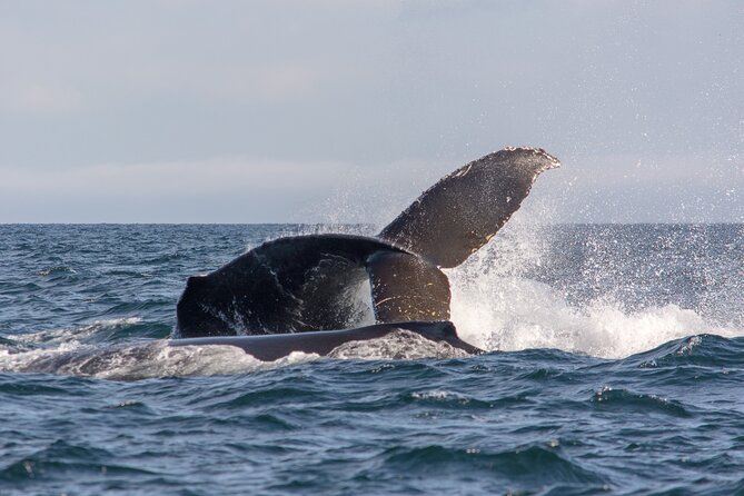 Vancouver's Intimate West Coast Whale Watching Experience - What you might spot in the Salish Sea and Strait of Georgia