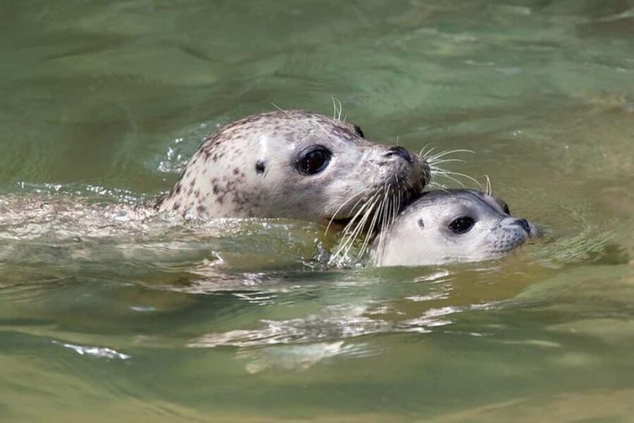 Vancouver: Snorkel, Kayak, and Seal Adventure Boat Tour - Key things I’d circle before you book