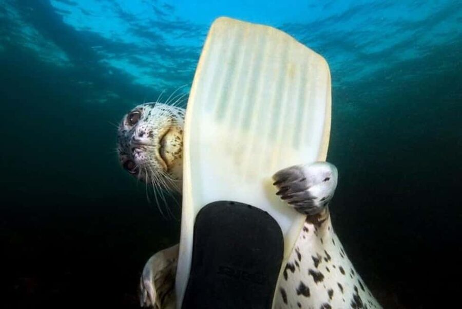 Vancouver: Snorkel, Kayak, and Seal Adventure Boat Tour - The first water stage: snorkeling with a guide in seal territory