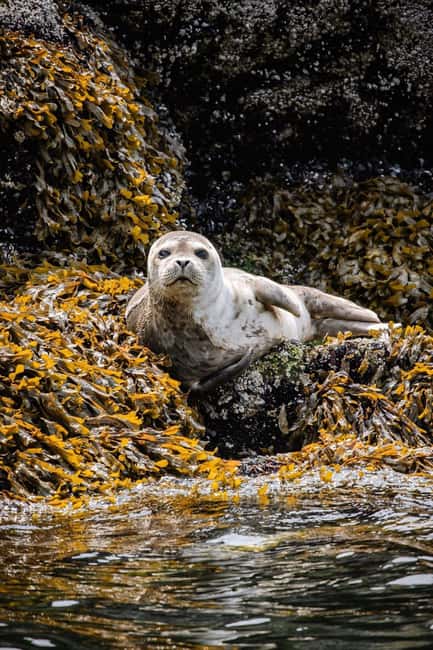 Vancouver: Snorkel, Kayak, and Seal Adventure Boat Tour - Price and value: is $116 worth it?