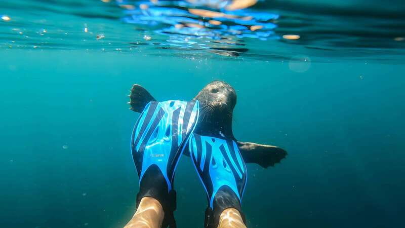 Vancouver: Snorkeling Seals Kayaking Scenic Boat Tour - Meeting at Horseshoe Bay: getting there and what to pack