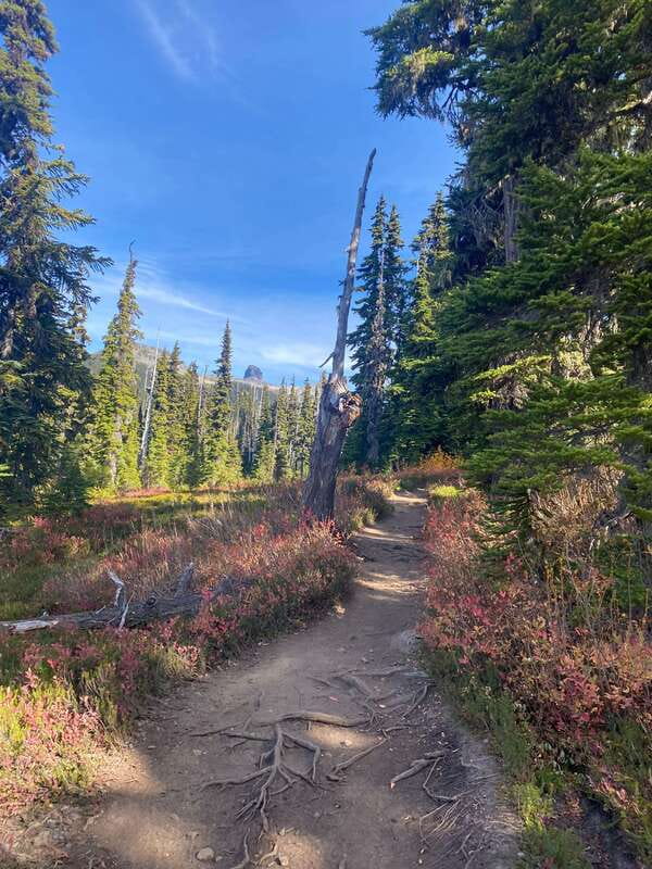 Vancouver/Squamish: Garibaldi Park Panorama Ridge Hike - Should You Book This Garibaldi Park Panorama Ridge Hike?