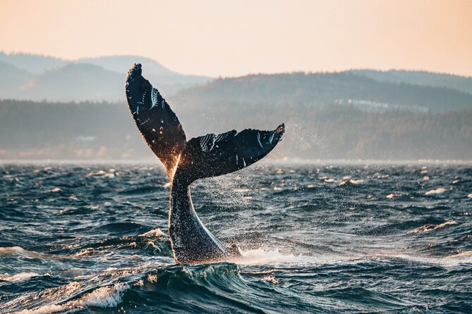 Vancouver Sunset Whale Watching Adventure with Free Photos - Key Things That Make This Whale Watch Worth Your Time
