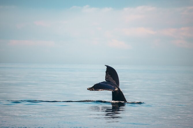Vancouver Sunset Whale Watching Adventure with Free Photos - Vancouver Whale Watching from Granville Island, the Easy Part