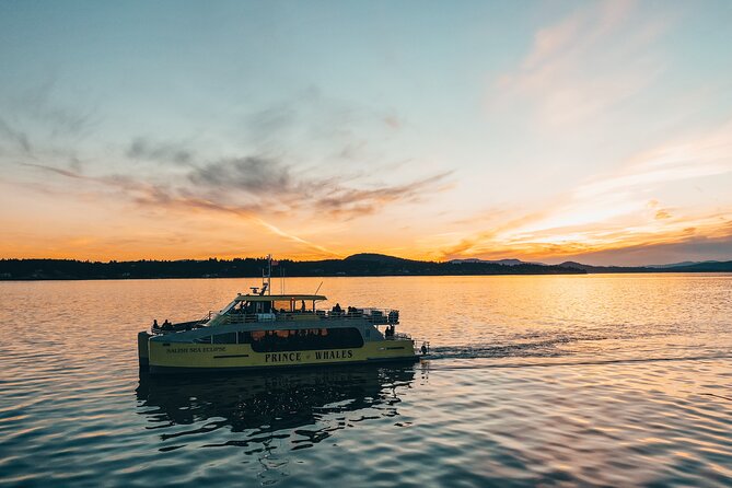 Vancouver Sunset Whale Watching Adventure with Free Photos - What the Whale Hunt Actually Feels Like