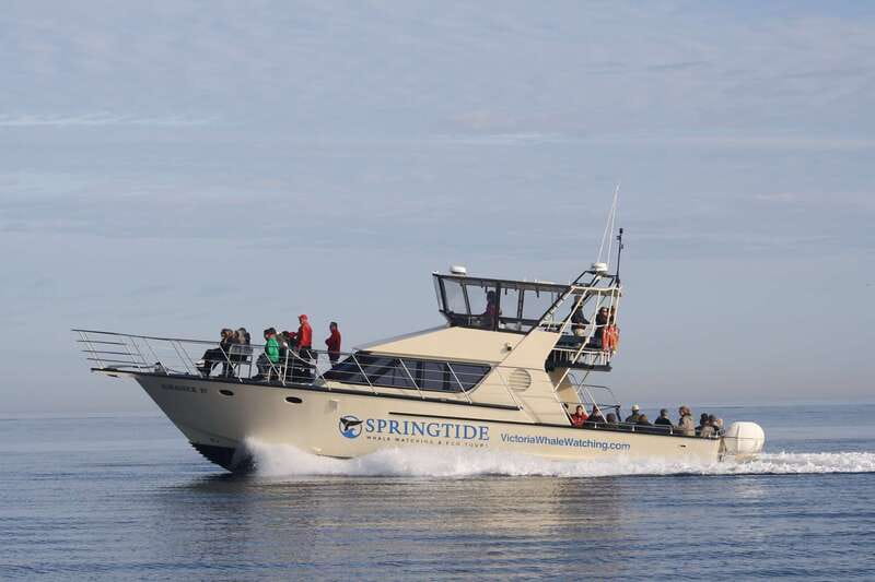 Victoria: 3-Hour Whale Watching Tour - Key highlights worth knowing before you go