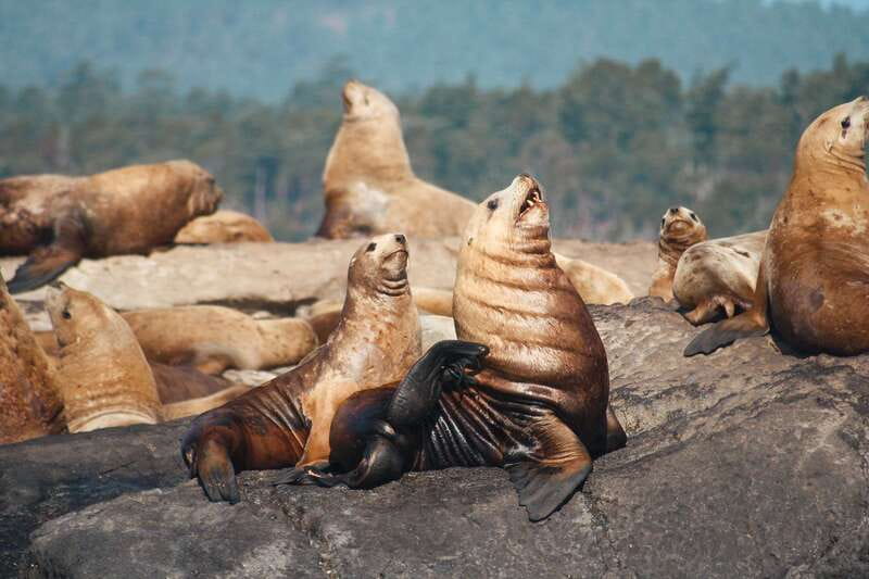 Victoria: 3-Hour Whale Watching Tour - Deck time, sound, and the small details that change everything