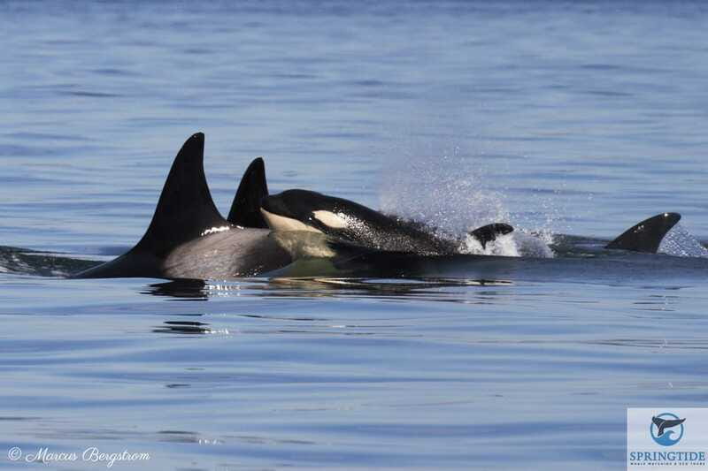 Victoria: 3-Hour Whale Watching Tour - The photo package: how it saves time and keeps your hands free
