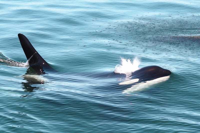 Victoria: 3-Hour Whale Watching Tour - Dress like the water is in charge (because it is)