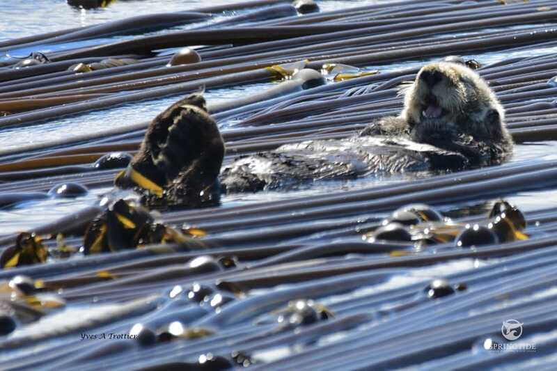Victoria: 3-Hour Whale Watching Tour - Who this Victoria whale watching tour fits best