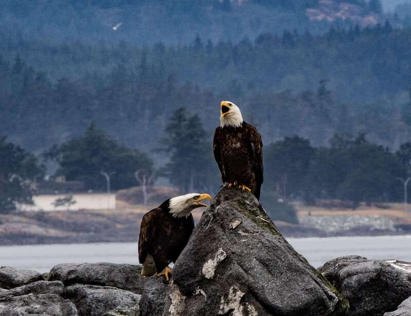 Victoria: 3-Hour Zodiac Whale-Watching Tour - Environmental care: why Green Tourism Canada certification is more than a badge