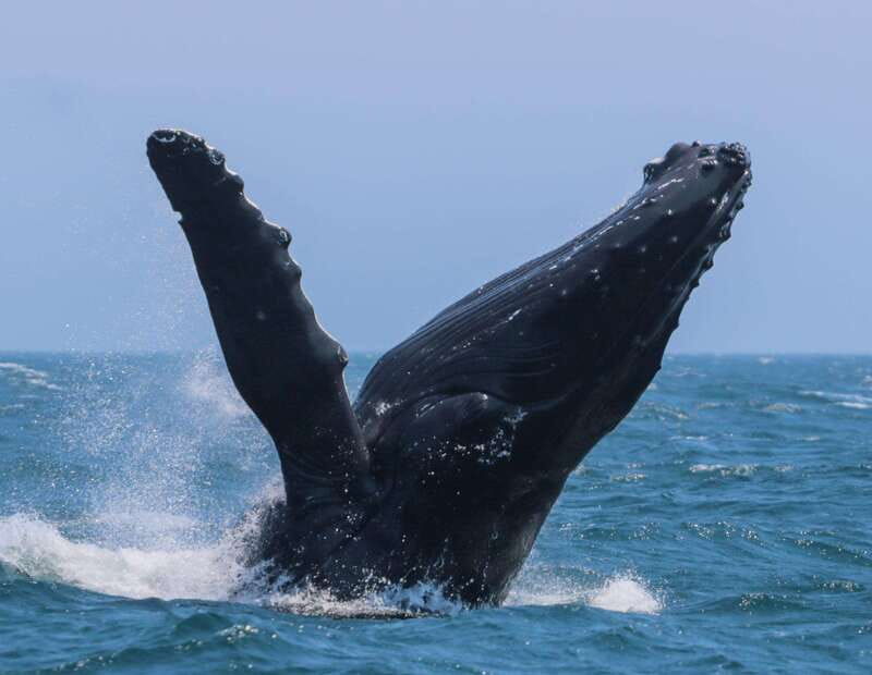 Victoria: 3-Hour Zodiac Whale-Watching Tour - The zodiac on the Salish Sea: what the ride is really like