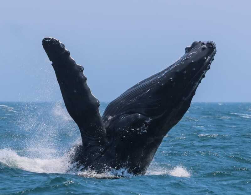 Victoria: 3-Hour Zodiac Whale-Watching Tour - Hydrophones: hearing whales below the surface