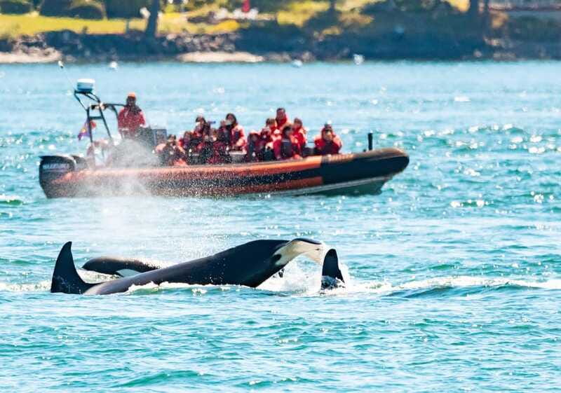 Victoria: 3-Hour Zodiac Whale-Watching Tour - Other wildlife bonuses, from sea lions to bald eagles