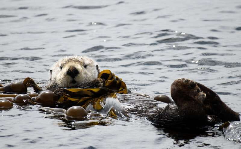 Victoria: 3-Hour Zodiac Whale-Watching Tour - Comfort, clothing, and safety on a cold Pacific ocean day