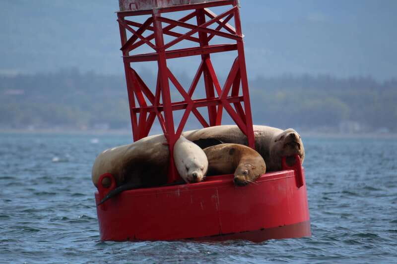 Victoria: 3-Hour Zodiac Whale-Watching Tour - Price and value: is $140 fair for 3 hours?