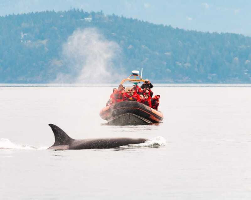 Victoria: 3-Hour Zodiac Whale-Watching Tour - Guides matter: why named captains show up in the best memories