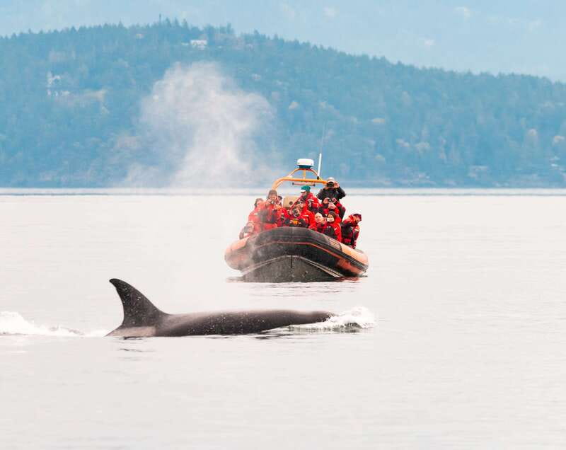 Victoria: 3-Hour Zodiac Whale-Watching Tour - How the 3-hour timeline actually unfolds on water