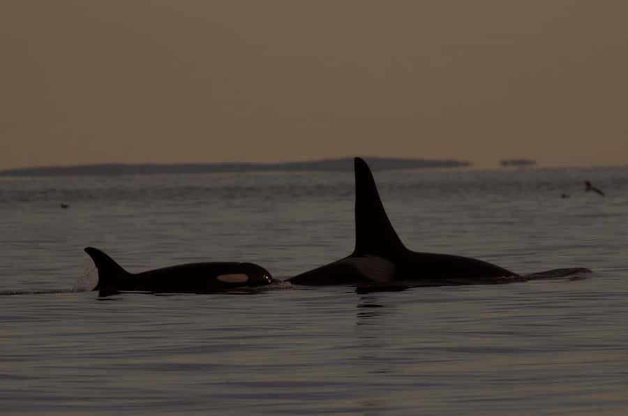 Victoria, BC: Sunset Whale Watching Tour - Key Things You’ll Notice on This Victoria Sunset Whale Tour