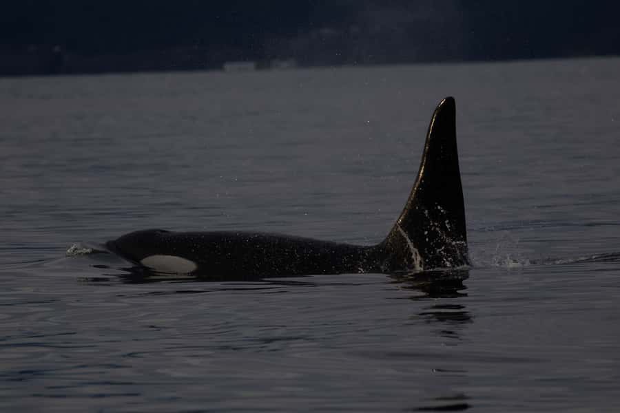 Victoria, BC: Sunset Whale Watching Tour - Who This Sunset Whale Watching Tour Is Best For