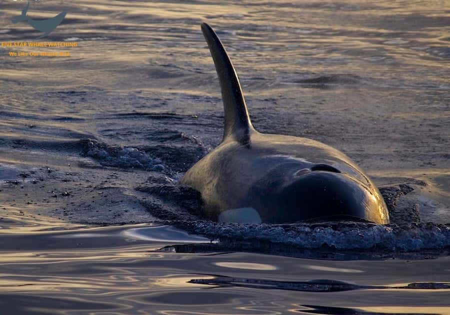 Victoria, BC: Sunset Whale Watching Tour - Marine Naturalists on Board: Why the Talk Matters