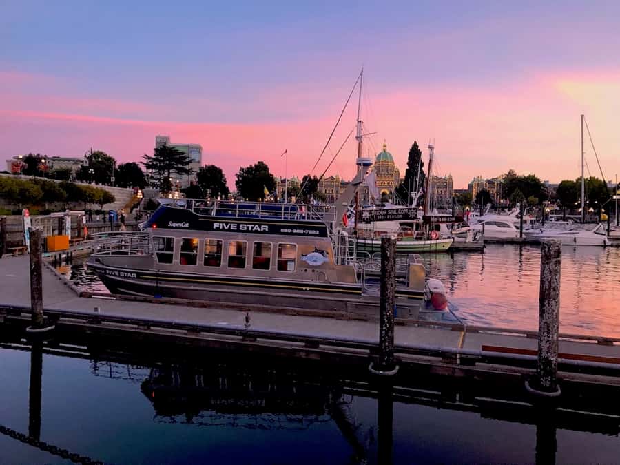 Victoria, BC: Sunset Whale Watching Tour - Sea Conditions and Motion: The Main Practical Consideration
