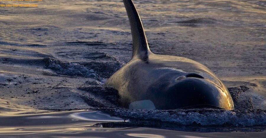 Victoria, BC: Sunset Whale Watching Tour - Price and Value: Is $130 for 3 Hours Worth It?