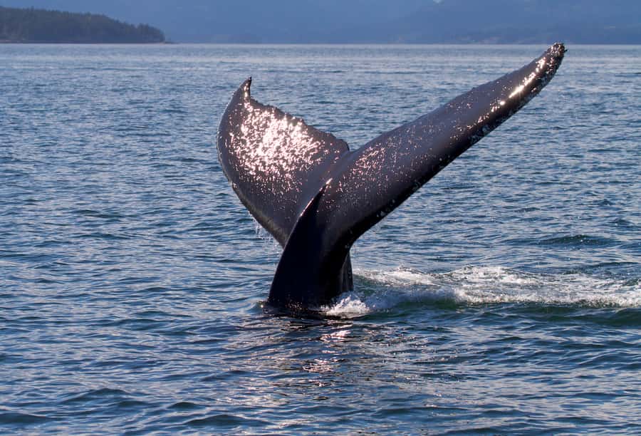 Victoria, BC: Sunset Whale Watching Tour - The 3-Hour Timeline: From Harbour Lights to Whale Spotting