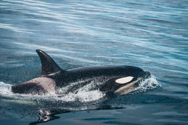 Victoria: Covered Whale Watching Adventure with Free Photos - Key things that make this whale watching outing work