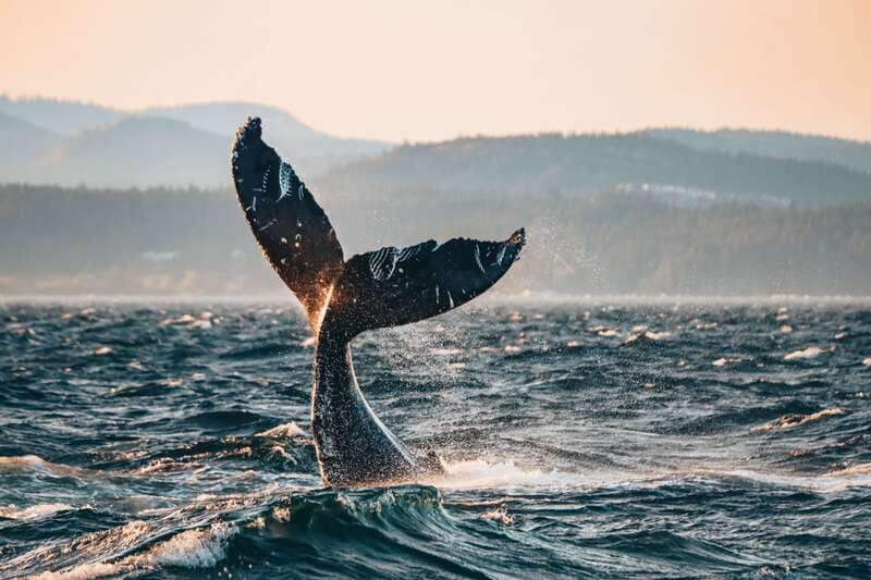 Victoria: Covered Whale Watching Adventure with Free Photos - Meeting on the wharf, then out into the Salish Sea