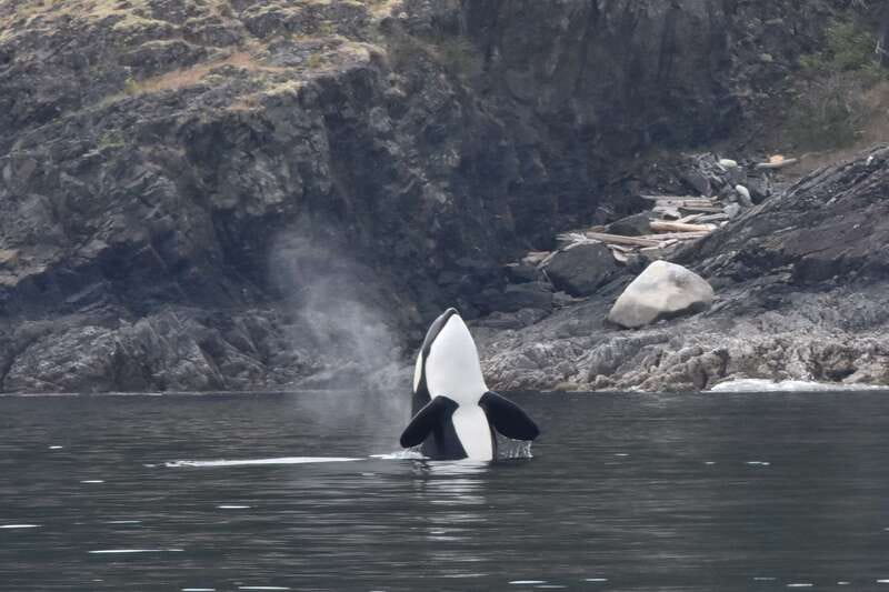Victoria: Covered Whale Watching Adventure with Free Photos - The guides: the difference between seeing whales and understanding them