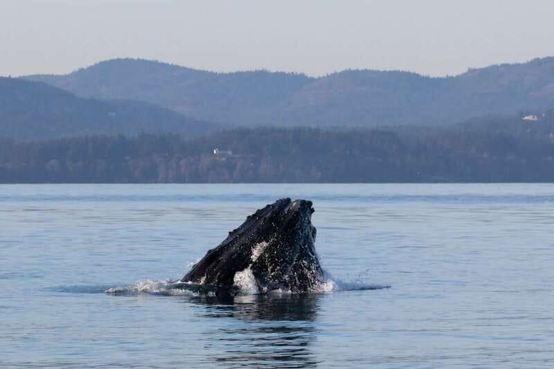 Victoria: Covered Whale Watching Adventure with Free Photos - Photos, snacks, and the small comforts that add up