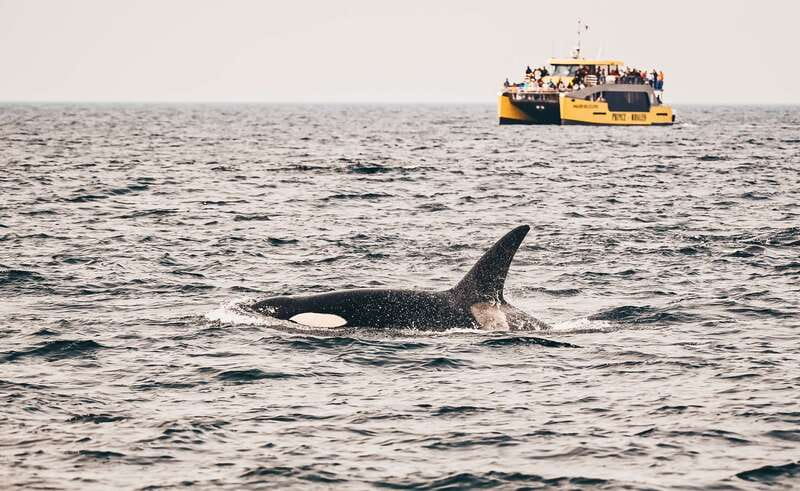 Victoria: Covered Whale Watching Adventure with Free Photos - The boat is part of the experience, not just transportation