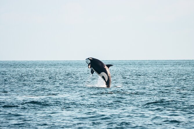 Victoria Half-Day Whale Watching Adventure with Free Photos - Key Points Before You Go