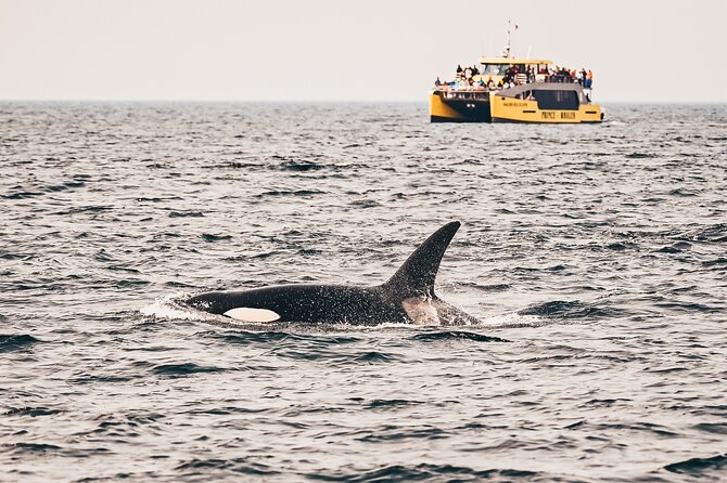 Victoria Half-Day Whale Watching Adventure with Free Photos - From 812 Wharf St to Ogden Point: You Start With Victoria Views