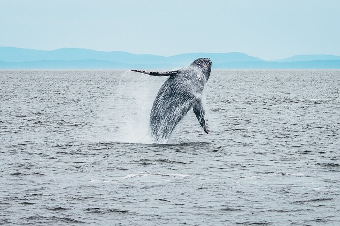 Victoria Half-Day Whale Watching Adventure with Free Photos - Safety and Whale Courtesy: What You Can Expect on Board
