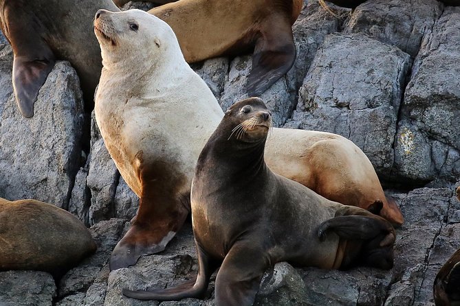 Victoria Marine Wildlife Tour - Wildlife viewing tips you’ll actually use