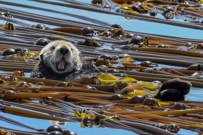 Victoria Marine Wildlife Tour - What is included, and why the price feels fair