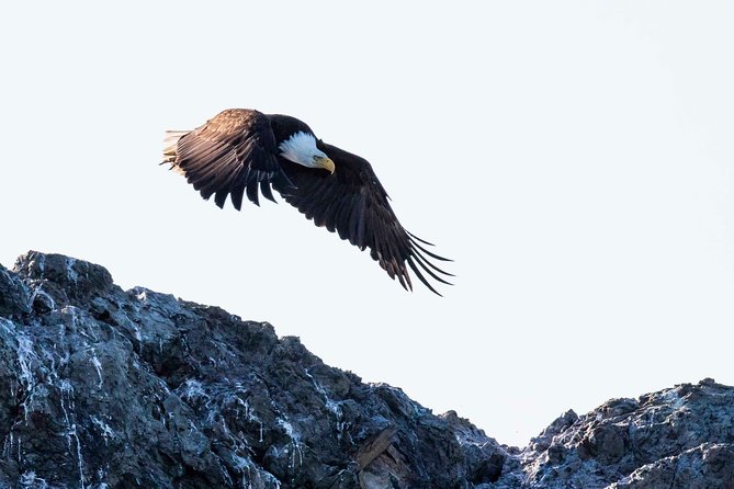 Victoria Marine Wildlife Tour - When to go, and how to manage weather expectations