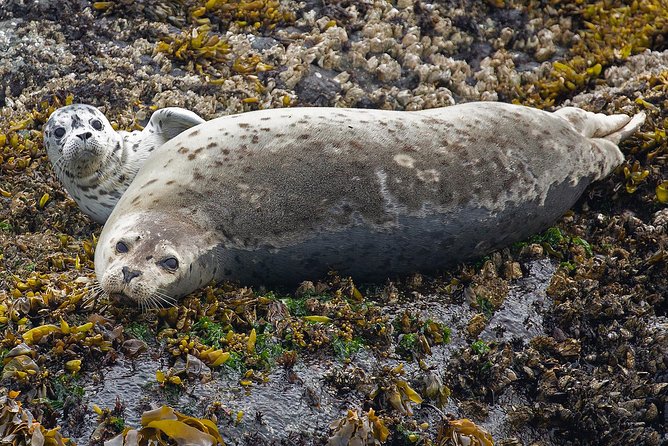 Victoria Marine Wildlife Tour - Who this tour fits best