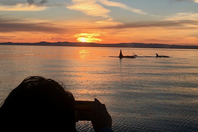 Victoria Sunset Whale-Watching Cruise - Key Things I’d Focus On Before You Go