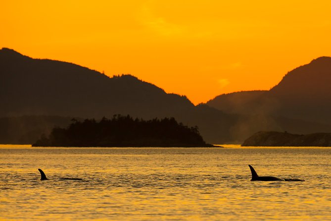 Victoria Sunset Whale-Watching Cruise - Sunset Whale-Watching From Victoria, Why the Timing Works