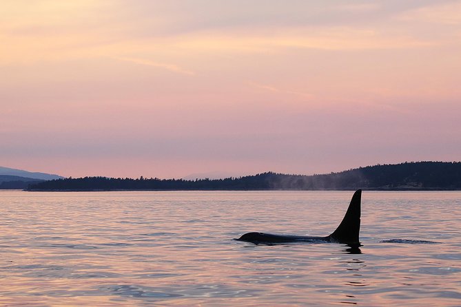 Victoria Sunset Whale-Watching Cruise - Where You Start and How the Boat Day Feels