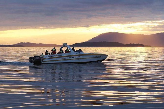 Victoria Sunset Whale-Watching Cruise - The Boats: Open Scarab Comfort vs Semi-Covered Catamarans