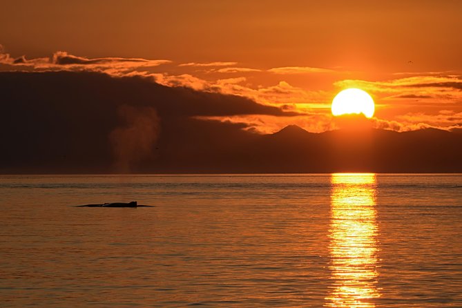 Victoria Sunset Whale-Watching Cruise - What Happens On the Water: Spotting Orcas and More