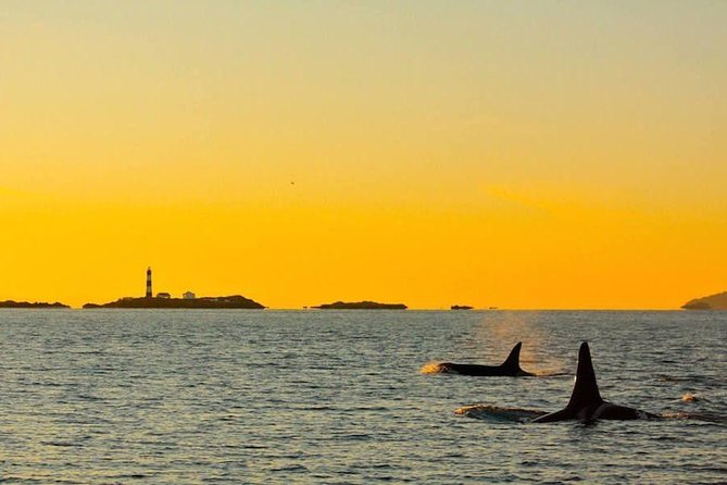 Victoria Sunset Whale-Watching Cruise - How to Dress: The Gear Helps, But You Still Need Layers