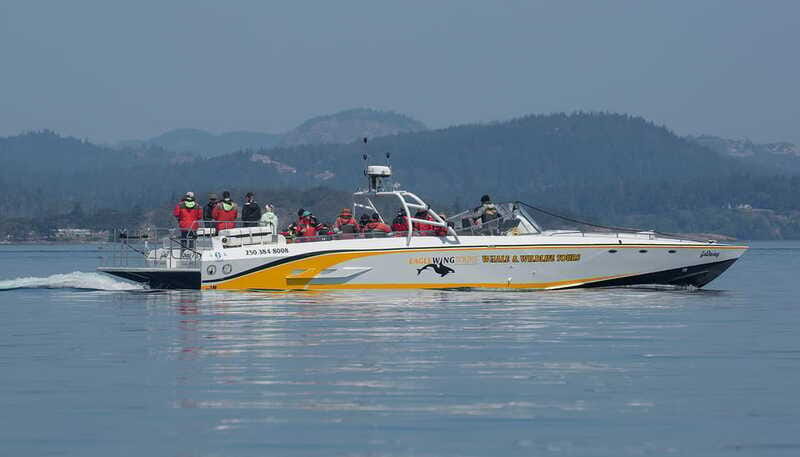 Victoria: Sunset Whale Watching Tour on an Open Scarab Boat - Entering Victoria’s Inner Harbor at Sunset: What the Timing Does for Wildlife